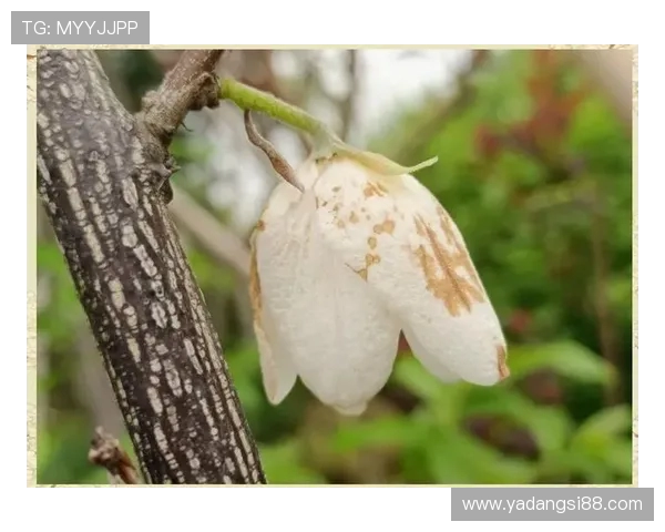 23与24的对比图片分析揭示了两者之间的细微差异与独特魅力